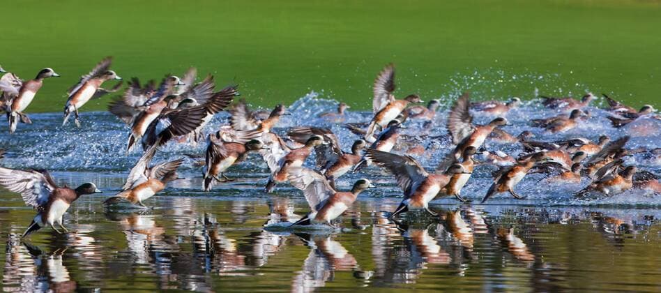 Nordamerikanische Pfeifente (Anas americana), Schwarm auf Wasser landend, USA, Arizona American wigeon (Anas americana), flock landing on water, USA, Arizona BLWS366400