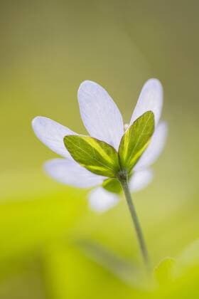 Dreilappiges Leberbluemchen, Leberbluemchen (Hepatica nobilis, Anemone hepatica), einzelne Bluete von unten gesehen, Deutschland, Baden-Wuerttemberg Hepatica liverleaf, American liverwort (Hepatica nobilis, Anemone hepatica), single flower seen from below, Germany, Baden-Wuerttemberg BLWS367698