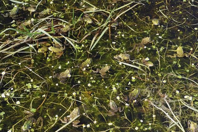 Kleiner Teichfrosch, Kleiner Gruenfrosch, Kleiner Wasserfrosch, Tuempelfrosch, Italienischer Wasserfrosch (Rana lessonae, Pelophylax lessonae, Rana bergeri, Pelophylax bergeri, Pelophylax lessonae bergeri), Ansammlung zahlreicher Wasserfroesche zur Laichzeit, Frankreich, Korsika Pool frog, Little waterfrog (Rana lessonae, Pelophylax lessonae, Rana bergeri, Pelophylax bergeri, Pelophylax lessonae bergeri), many pool frogs in mating season, France, Corsica BLWS366764