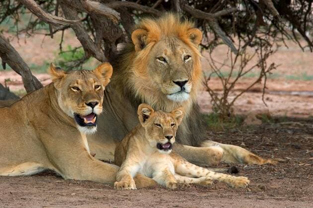 Loewe (Panthera leo), Familie, Suedafrika lion (Panthera leo), family, South Africa BLWS073835