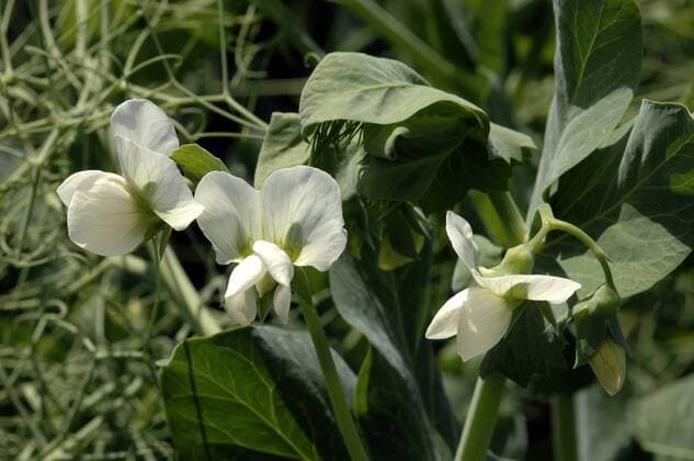 IMAGO Nature: Unsere Erde, Klimawandel, Ernährung, Pflanzen der Zukunft, Futtererbse Futter-Erbse, Futtererbse, Acker-Erbse, Acererbse, Erbse, Gartenerbse, Garten-Erbse (Pisum sativum ssp. sativum), bluehend, Deutschland, Bayern garden pea (Pisum sativum ssp. sativum), blooming, Germany, Bavaria BLWS220520