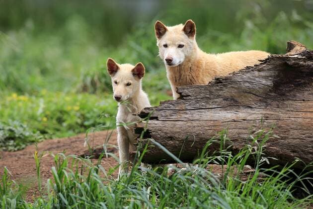 Dingo (Canis familiaris dingo), Australien, Ozeanien iblson03925875.jpg