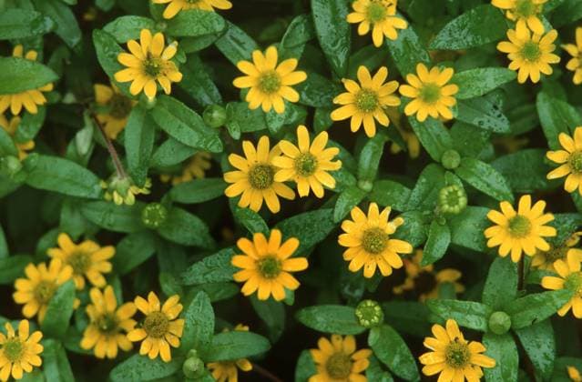 Husarenknopf, Miniatursonnenblume, Miniatur-Sonnenblume (Sanvitalia procumbens Starbini , Sanvitalia procumbens Starbini), bluehend Creeping zinnia, Mexican creeping zinnia (Sanvitalia procumbens Starbini , Sanvitalia procumbens Starbini), blooming BLW049497