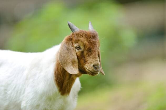 Buren-Ziege, Burenziege (Capra hircus, Capra aegagrus f. hircus), Portraet eines Jungtiers Boer goat (Capra hircus, Capra aegagrus f. hircus), portrait of a young animal BLWS369466