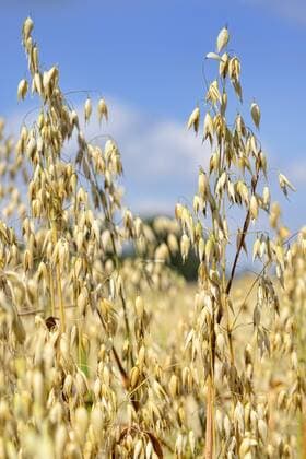 IMAGO Nature: Unsere Erde, Klimawandel, ErnÃ¤hrung, Pflanzen der Zukunft, Hafer Hafer (Avena sativa) ** NUR FUER REDAKTIONELLE ZWECKE ** EDITORIAL USE ONLY **