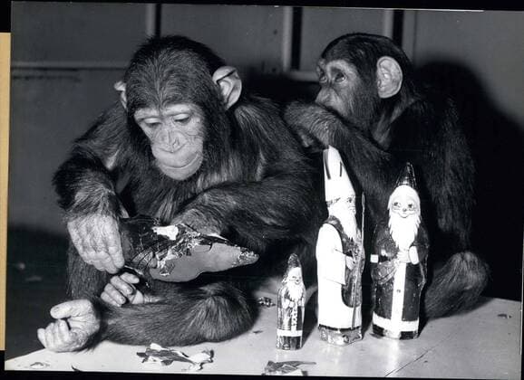 Nov. 22, 1967 - Michl the chimpanzee doesn t care about St. Nicholaus; he just wants at the chocolate inside. Fanny seems to have much more self control than her partner. Looking up to the sky as if he is watching. These chimps are from Hellabrunn Zoo in Munich.  - ZUMAk09