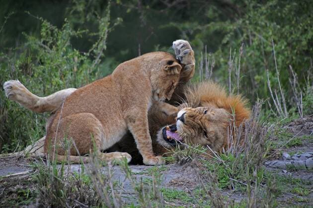 Loewe (Panthera leo), Loewenmaennchen mit balgt mit einem Jungtier , Tansania, Serengeti Nationalpark lion (Panthera leo), male lion romping with a young animal, Tanzania, Serengeti National Park BLWS369951