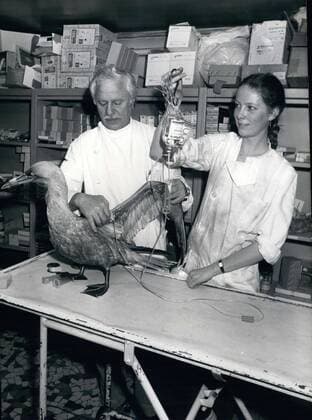 Mar. 20, 1980 - Veterinarian Helping Bird Affected by Amoco Cadiz Oil Spill  - ZUMAk09