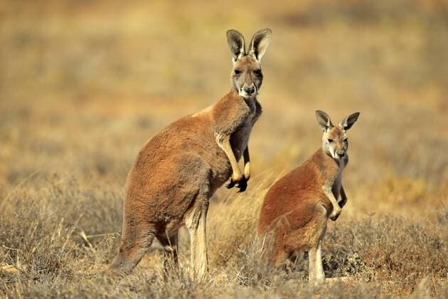  Rotes Riesenkänguru (Macropus rufus), Muttertier mit Jungtier, wachsam, Sturt-Nationalpark, New South Wales, Australien, Ozeanien ibxson03942222.jpg