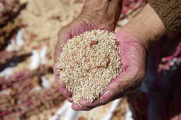 IMAGO Nature: Unsere Erde, Klimawandel, Ernährung, Pflanzen der Zukunft, Quinoa Hände mit Samen von Quinoa (Chenopodium quinoa), Provinz Huanuco, Peru, Südamerika ibxflk03946390.jpg