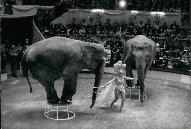 IMAGO ICONS: Josephine Baker Mar. 04, 1961 - Josephine Baker as elephant tamer at artists charity show: The annual charity shows organised by the Union of Paris artists was held at Cirque D Hiver, Paris, Last Night. Photo shows Josephine Baker showing her act of Elephant Tamer.  - ZUMAk09