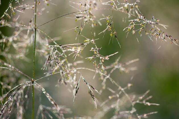 Europa; Deutschland; Niedersachsen; Innerstetal; Wiese; Licht: Gras mit Tautropfen benetzt im Gegenlicht