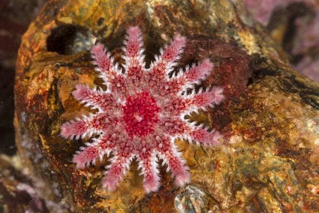 Stachelsonnenstern, Warziger Sonnenstern, Gewoehnlicher Sonnenstern, Seesonne, Europaeischer Quastenstern, Sonnen-Seestern, Sonnenseestern (Crossaster papposus, Solaster papposus) Common sun star, Spiny sun star, Spiny sunstar (Crossaster papposus, Solaster papposus) BLWS370765
