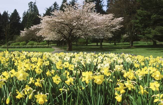 Stanley Park daffodils and blossoms in springtime, Vancouver, British Columbia, Canada.  bcp03678 ChrisxCheadle