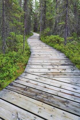 Boardwalk on the Spruce Bog Trail, Algonquin Provincial Park, Ontario, Canada  acp74451 Photography