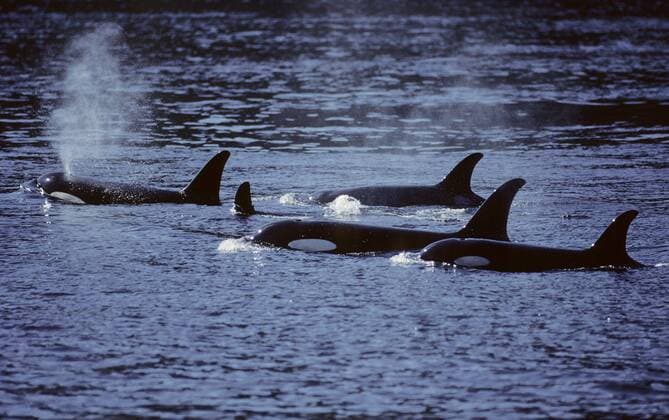 Orca (Orcinus orca) Pod (Killer Whale) are found from the frigid Arctic and Antarctic regions to tropical seas. Highly social with sophisticated hunting techniques and vocal behaviors. Population types consist of Resident, Transient and Offshore groups. Johnstone Strait off Vancouver Island, British Columbia, Canada.  acp74475 Photography