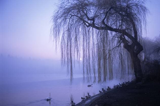 Lost Lagoon in fog, Stanley Park, Vancouver, British Columbia, Canada  acp27733