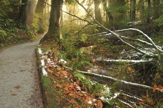 Beaver Lake Trail, Stanley Park, Vancouver, British Columbia, Canada  acp44230