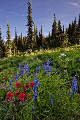 widlflowers (lupine, paintbrush, and valarian) growing on Mount Revelstoke, Mount Revelstoke National Park, BC, Canada.  acp57444 photography
