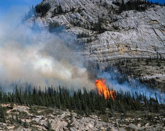 A controled wild fire on a mountain ledge, burning trees and vegetation that grow on the side of a rock cliff in Jasper National Park, British Columbia, Canada  acp59057 photography