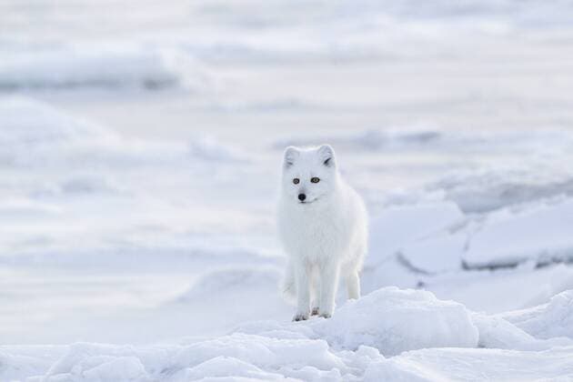 Arctic fox (Alopex lagopus), west coast Hudson Bay, south of Arviat, Nunavut, Canada  acp65976 Photography