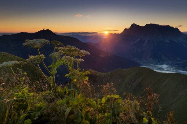  Zugspitze mit Wiesen-Bärenklau (Heracleum sphondylium) bei Sonnenaufgang, Berwang, Lechtal, Außerfern, Tirol, Österreich, Europa ibxsei03964420.jpg