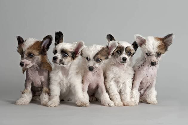 Fünf Chinesische Schopfhunde, Chinese Crested, Hairless und Powder Puff, Welpen, 7 Wochen ibleri03967868.jpg