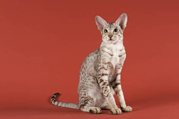 Orientalisch Kurzhaar Katze ibleri03964043.jpg
