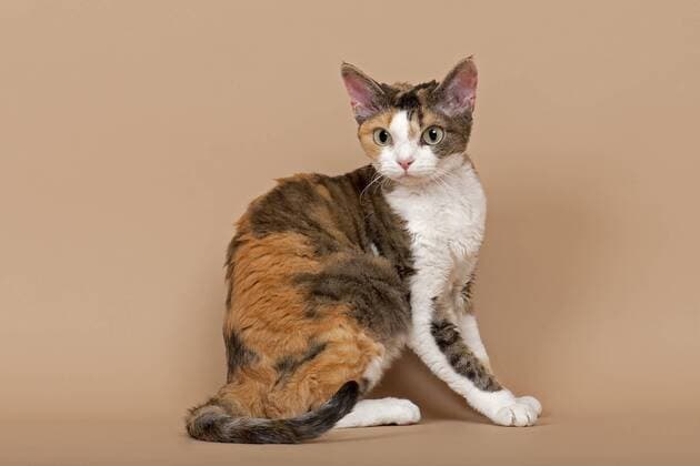 Rassekatze Devon Rex, tricolor ibleri03966216.jpg