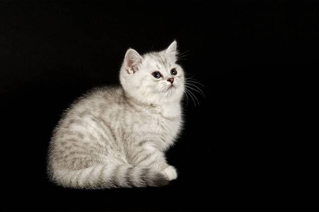 Selkirk Rex Kitten, 8 Wochen, Farbe Silver shaded, dunkel, glatt ibleri03966425.jpg