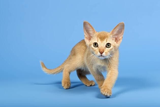 Abessinier Kitten, 9 Wochen, Farbe Fawn ibleri03968262.jpg