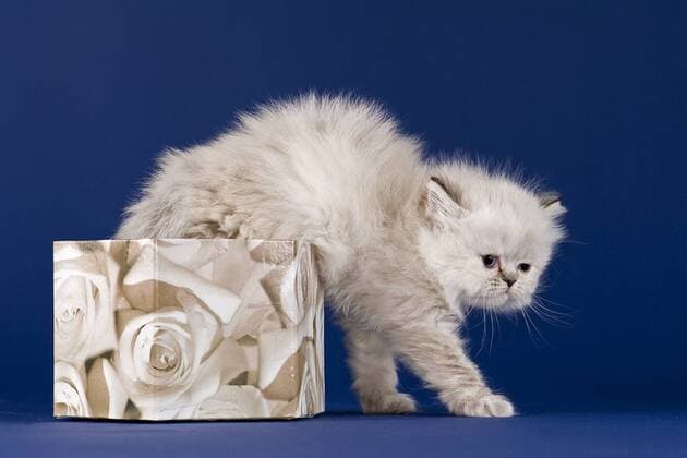 Perser Kitten, 5 Wochen, mit Nase, Farbe Colourpoint Red Tabby Point, klettert aus einer Schachtel ibleri03966540.jpg