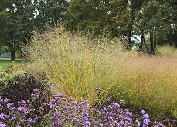 Rutenhirse (Panicum virgatum Cloud Nine ) McPHRM McPHRM