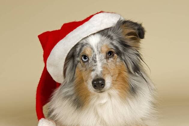 Sheltie mit Weihnachtsmütze ibleri03967988.jpg