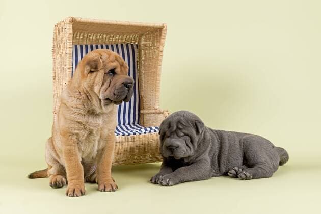 Shar-Pei Welpen, Rüden, 8 Wochen, Farben Rot und Blau, mit Miniatur-Strandkorb ibleri03972205.jpg