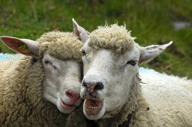 Hausschaf (Ovis ammon f. aries), zwei schmusende Schafe, Schweiz domestic sheep (Ovis ammon f. aries), two smooching sheep, Switzerland BLWS355506
