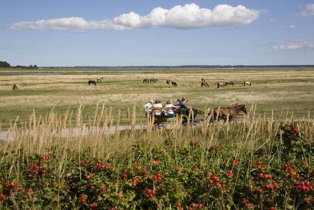 Germany, Mecklenburg-Vorpommern, Hiddensee Island, Vitte, Coach drawn by horses  WD00263