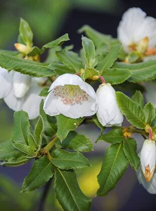 IMAGO Nature: Unsere Erde: Pflanzenwelt: Bedrohte Arten Chilenischer Kamelienbaum, Nymanns Scheinulme (Eucryphia nymansensis Nymansy , Eucryphia nymansensis Nymansy, Eucryphia x nymansensis), bluehend Eucryphia (Eucryphia nymansensis Nymansy , Eucryphia nymansensis Nymansy, Eucryphia x nymansensis), blooming, Germany, Lower Saxony BLWS373625
