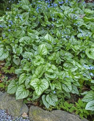 Grossblaettriges Kaukasus-Vergissmeinnicht, Grossblaettriges Kaukasusvergissmeinnicht (Brunnera macrophylla Jack Frost , Brunnera Jack Frost), Sorte Jack Frost heartleaf brunnera, Siberian bugloss (Brunnera macrophylla Jack Frost , Brunnera Jack Frost), cultivar Jack Frost, Poland, Niederschlesien BLWS373634