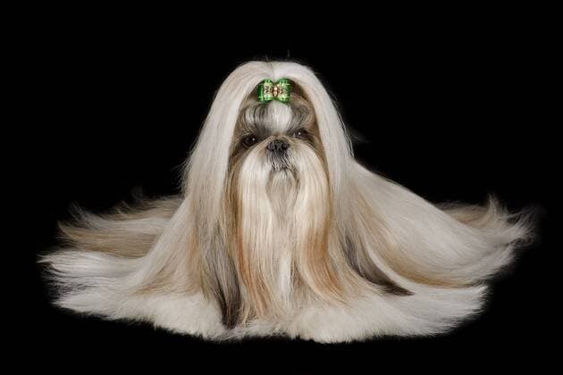Shih Tzu Hündin, für Ausstellung vorbereitet ibleri03968013.jpg