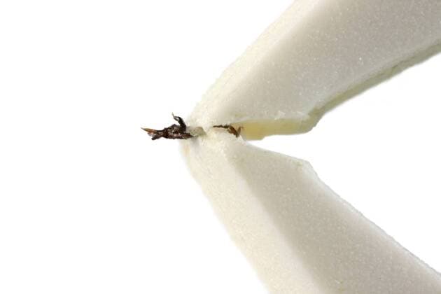 Zecke, Gemeiner Holzbock (Ixodes ricinus), Zecke in einer Zeckenzange European castor bean tick, European sheep tick (Ixodes ricinus), tick in a tick forceps BLWS373452