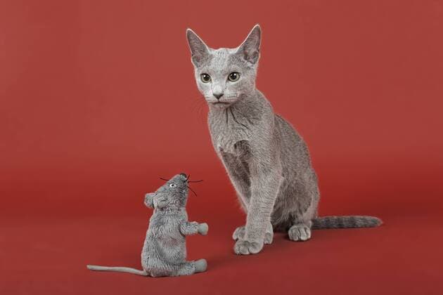 Russisch Blau Kater, Kitten, 20 Wochen, mit Stoffmaus ibleri03966003.jpg