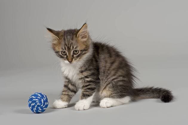 Sibirische Waldkatze, Kitten, 7 Wochen ibleri03966407.jpg