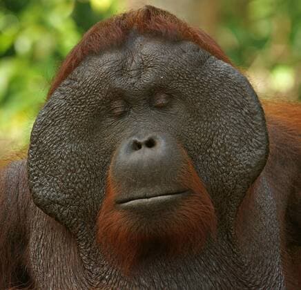  Borneo-Orang-Utan (Pongo pygmaeus), Männchen, Nationalpark Tanjung Puting, Zentralkalimantan, Borneo, Indonesien, Asien iblmkh03965722.jpg