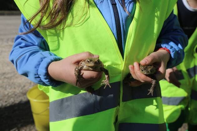 IMAGO Creative: Klimawandel - Umwelterziehung Germany, Freiburg, Girl holding toads during rescue operation model released  DHL000397