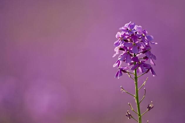 Germany, Bavaria, Dames Rocket, Hesperis matronalis, close-up  FOF00224