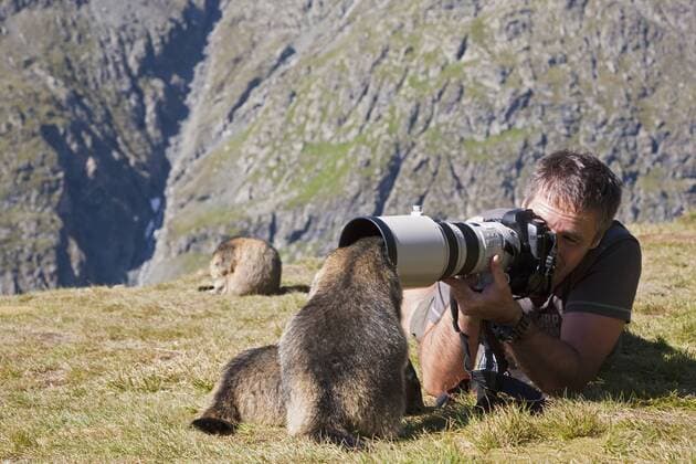 Austria, Grossglockner, Man taking photograph of Alpine Marmots (Marmota marmota) model released  FOF01937