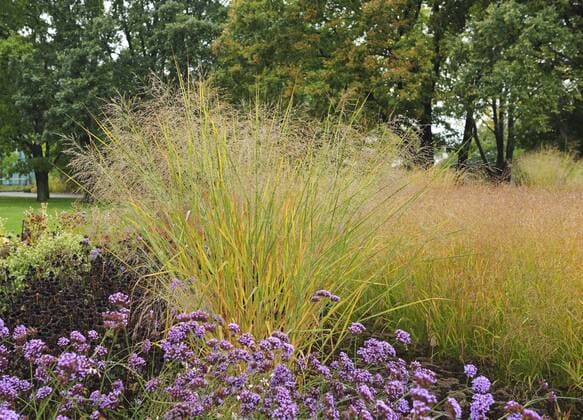 Rutenhirse, Ruten-Hirse (Panicum virgatum Cloud Nine , Panicum virgatum Cloud Nine), bluehend zusammen mit Verbene Old switch panic grass (Panicum virgatum Cloud Nine , Panicum virgatum Cloud Nine), blooming BLWS374437
