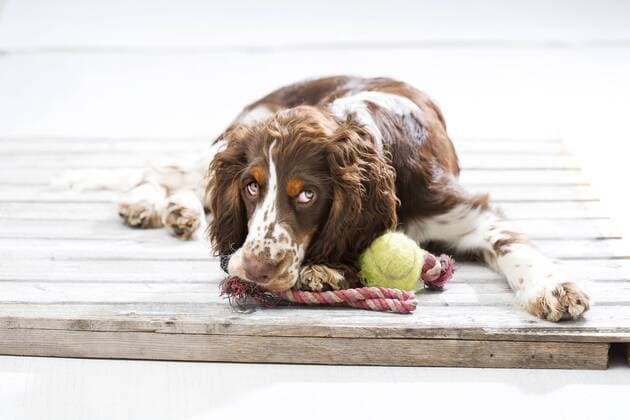 English Springer Spaniel puppy lying on wooden pallet with his dog toys property released  MAEF009006