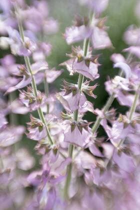 Germany, Clary, Salvia sclarea  ELF001259